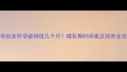 拉布拉多怀孕能持续几个月哺乳期时间表及饲养全攻略