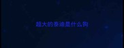 超大的泰迪是什么狗