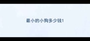 最小的小狗多少钱