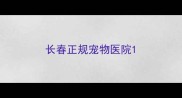 长春正规宠物医院