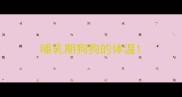 哺乳期狗狗的体温
