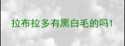 拉布拉多有黑白毛的吗