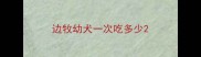 边牧幼犬一次吃多少
