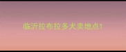 临沂拉布拉多犬卖地点