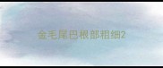 金毛尾巴根部粗细