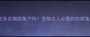 拉布拉多会捕捉兔子吗宠物主人必看的防抓兔指南
