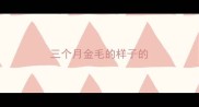 三个月金毛的样子的