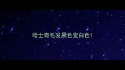 哈士奇毛发黑色变白色