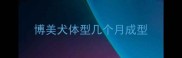 博美犬体型几个月成型
