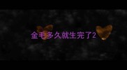 金毛多久就生完了