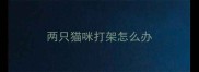 两只猫咪打架怎么办