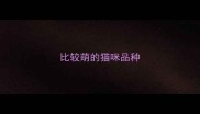 比较萌的猫咪品种