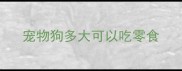 宠物狗多大可以吃零食