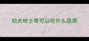 幼犬哈士奇可以吃什么蔬菜