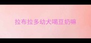 拉布拉多幼犬喝豆奶嘛