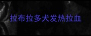 拉布拉多犬发热拉血