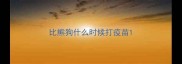 比熊狗什么时候打疫苗