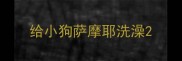 给小狗萨摩耶洗澡
