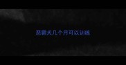 恶霸犬几个月可以训练