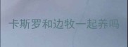 卡斯罗和边牧一起养吗
