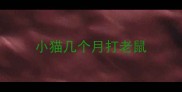 小猫几个月打老鼠