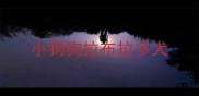 小狗狗拉布拉多犬