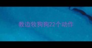 教边牧狗狗22个动作
