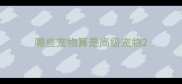哪些宠物算是高级宠物