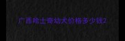 广西哈士奇幼犬价格多少钱