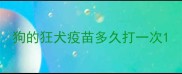 狗的狂犬疫苗多久打一次