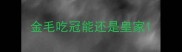 金毛吃冠能还是皇家