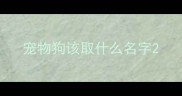 宠物狗该取什么名字