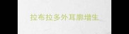 拉布拉多外耳廓增生