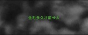 金毛多久才能长大