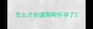 怎么才知道狗狗怀孕了