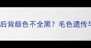 边境牧羊犬后背颜色不全黑毛色遗传与护理指南