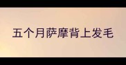 五个月萨摩背上发毛