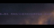 松狮vs博美两种热门小型犬的对比养护指南附品种全
