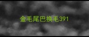 金毛尾巴换毛39
