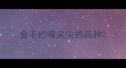 金毛的嘴尖尖的品种