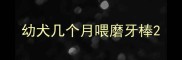 幼犬几个月喂磨牙棒