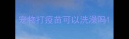 宠物打疫苗可以洗澡吗