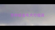 怎样给金毛犬打疫苗