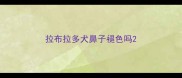 拉布拉多犬鼻子褪色吗