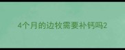 4个月的边牧需要补钙吗