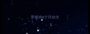 罗威纳4个月幼犬