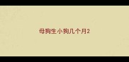母狗生小狗几个月