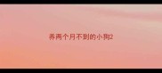 养两个月不到的小狗