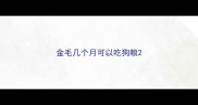 金毛几个月可以吃狗粮