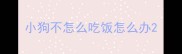 小狗不怎么吃饭怎么办